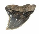 Fossil Hemipristis Shark Tooth - Maryland #42566-1